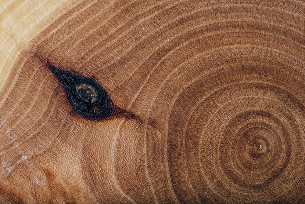 An Ash tree wood slab