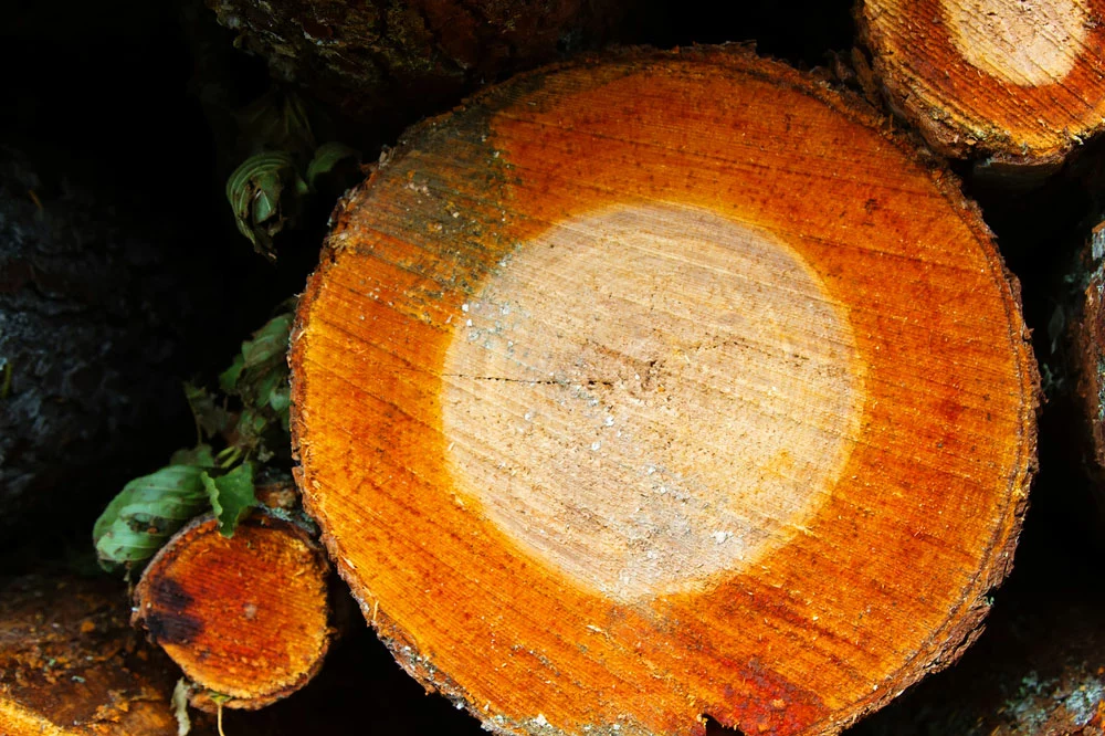 A cross-section of the tree of sawn alder shows the tree