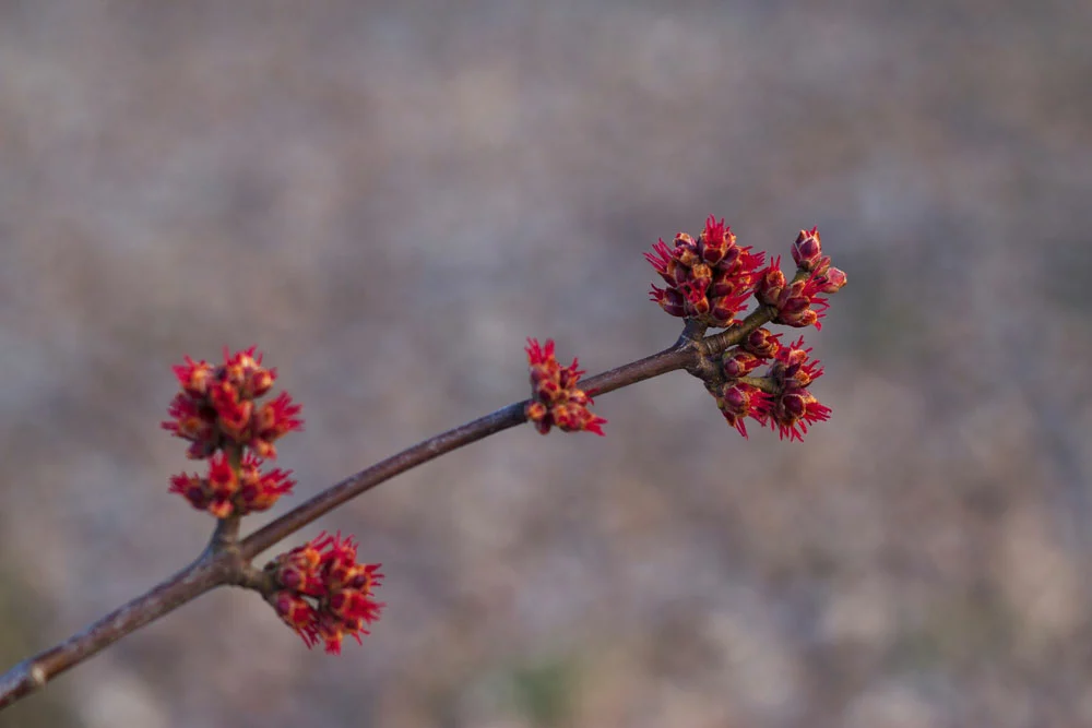 Elm tree red flowers during spring