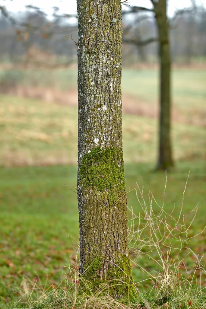 An Ash Tree trunk