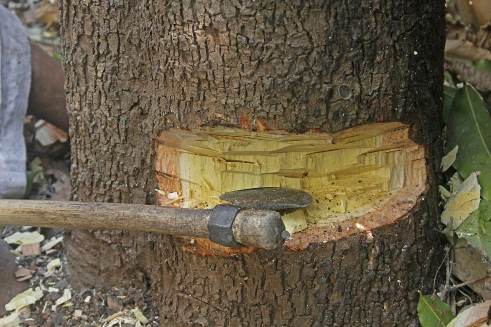 An Ax is useful in felling trees.