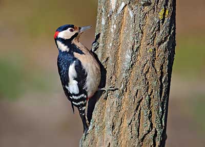 A Great Spotted Woodpecker on a Black Locust stem