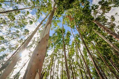 Eucalyptus firewood