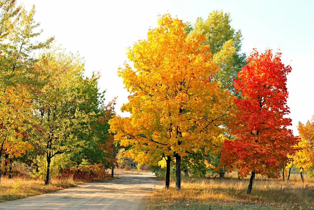 Autumn maple trees of yellow and red colors. 