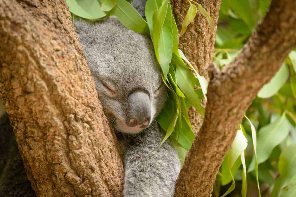 A Koala Bear Sleeping on a Eucalyptus Tree.