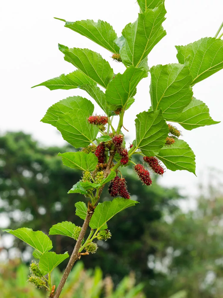 Fresh Mulberries on a Tree. 