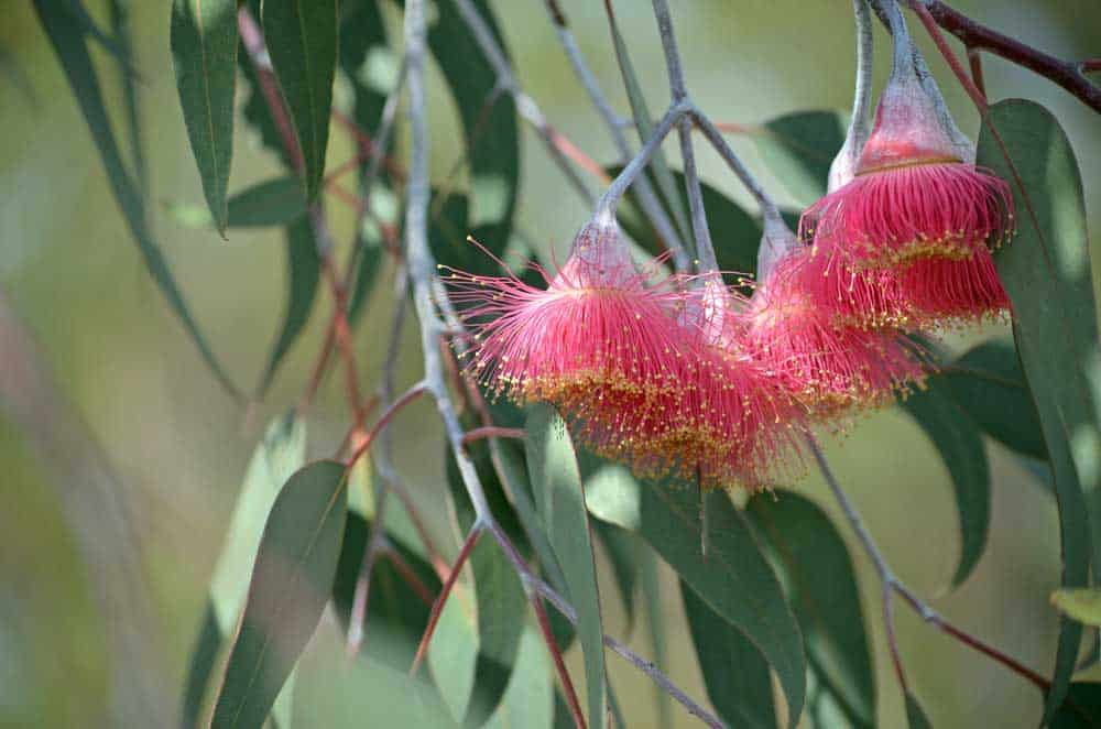 Eucalyptus Leaves and Flowers. 