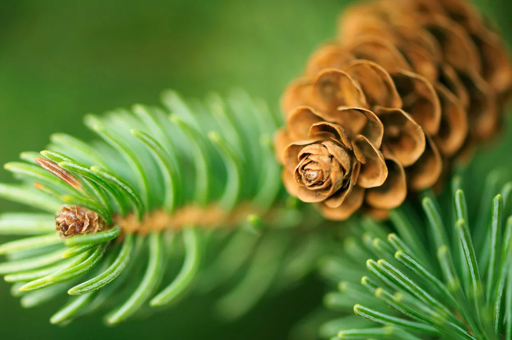 A Pine cone and branches.