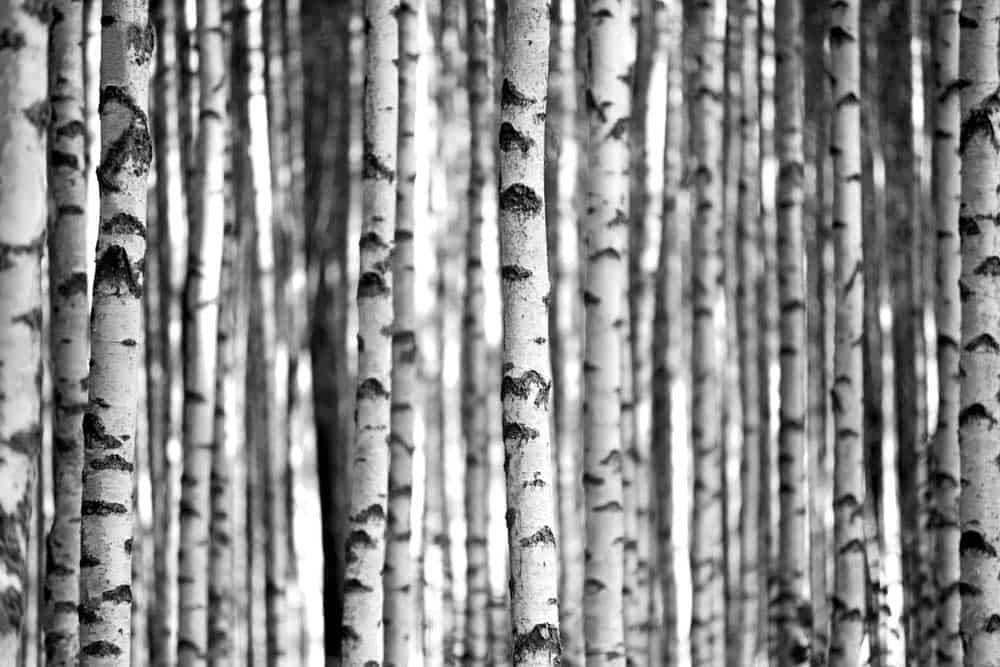 Birch trees.