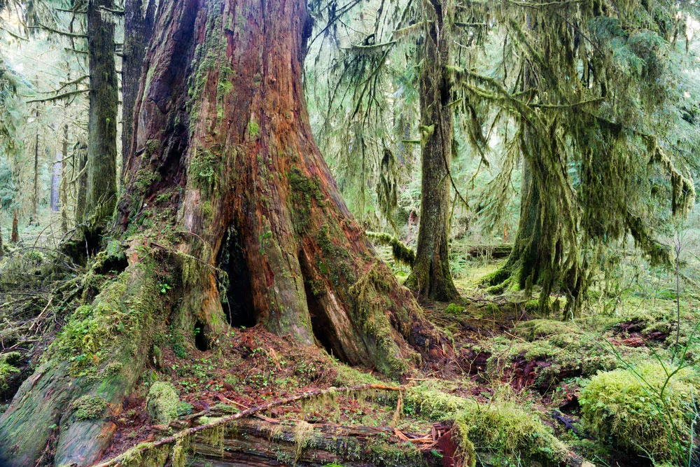 A giant red cedar trunk.