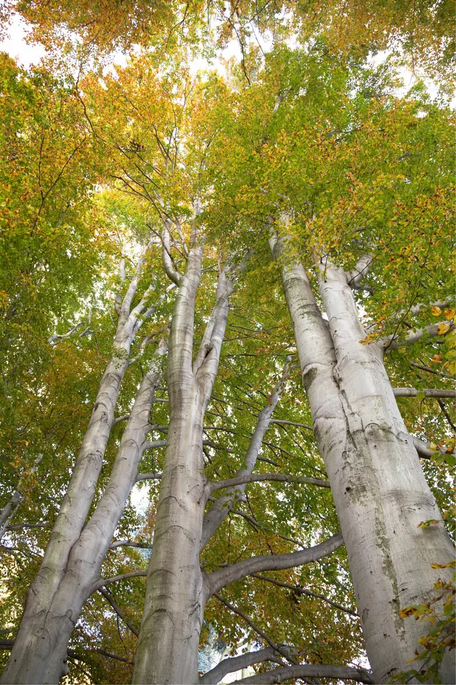 Beech trees during the fall season. 