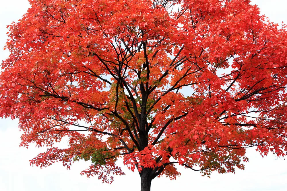 A Red Maple Tree. 