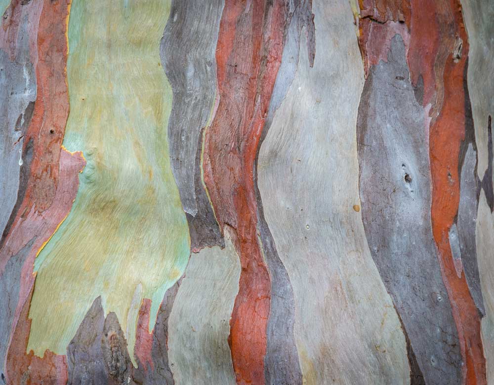 A multi-colored Eucalyptus tree bark. 