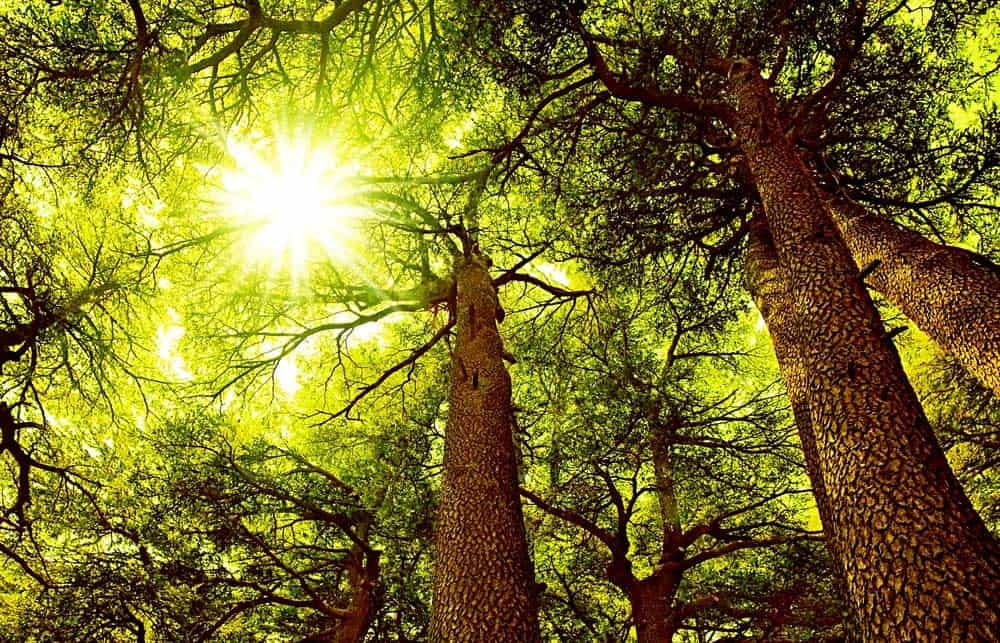 A sunny cedar forest.