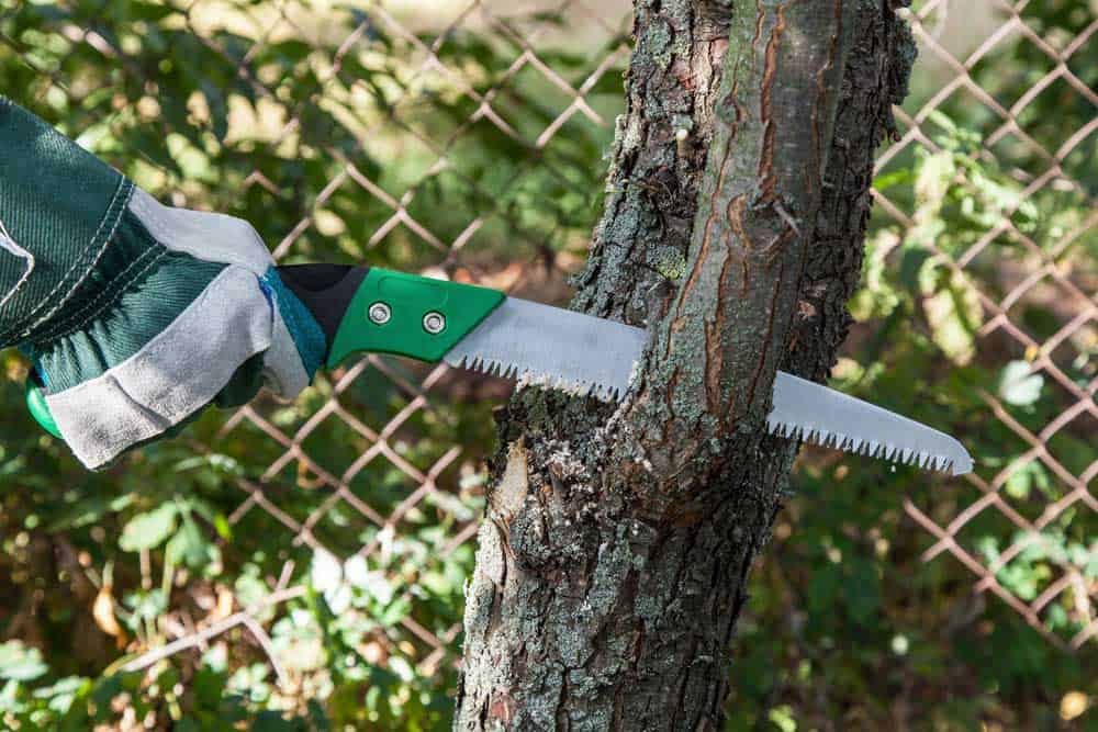 Pruning a tree using a pruning saw