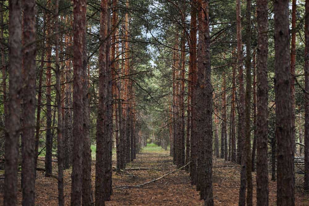 Forest with tall pine textured trees in rows.