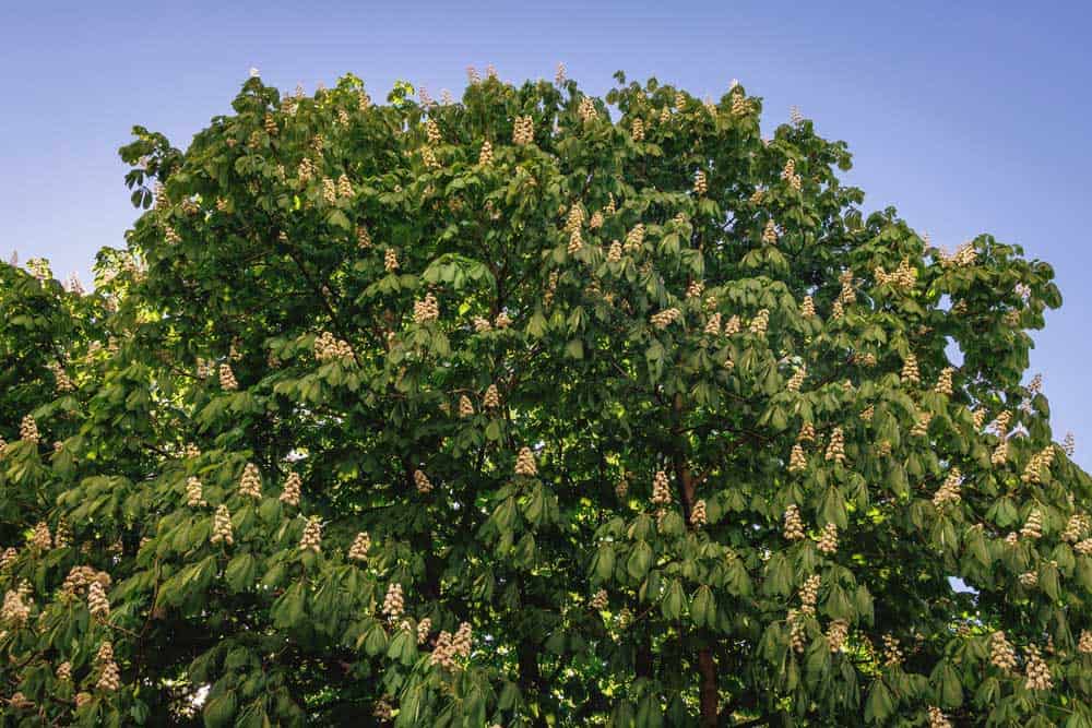 Spring leaf of Horse chestnut tree in Poland.