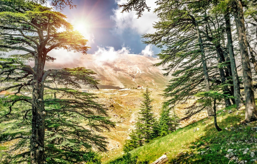 Cedars of Lebanon. 