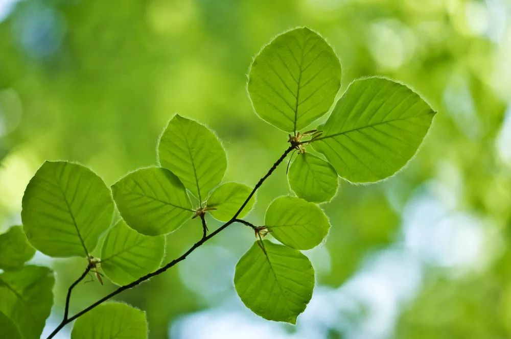 A Beechwood leaf