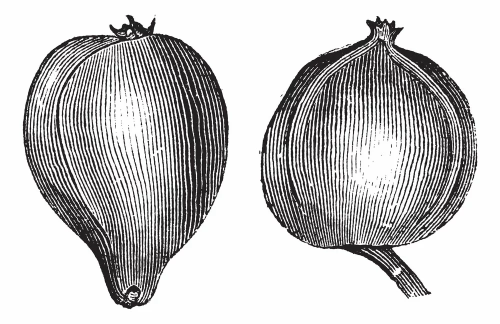 drawing of a pignut hickory nut
