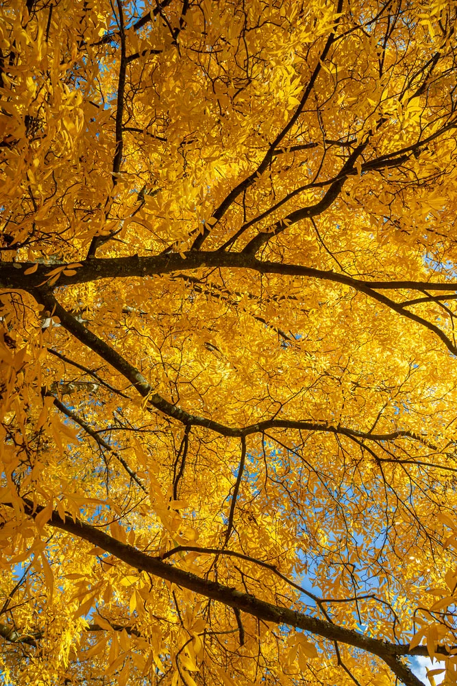 Vibrant yellow leaves of the bitternut hickory tree in Autumn.