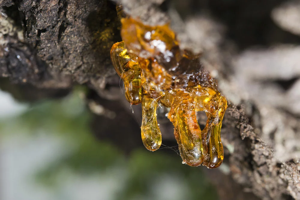 A tree with high resin. 