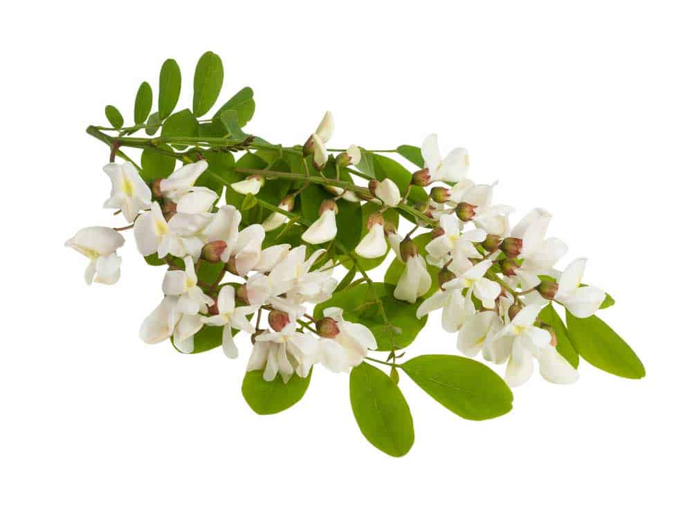 Black locust Branch with white flowers