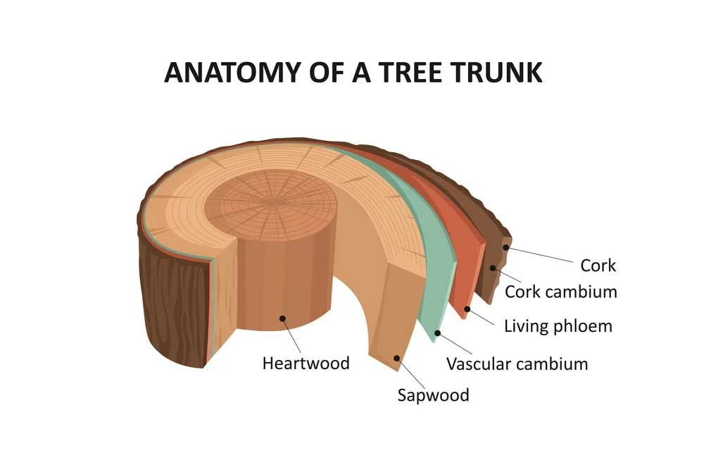 The difference between heartwood and sapwood