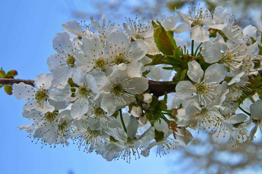 White flowers bloom on a cherry tree in Spring.
