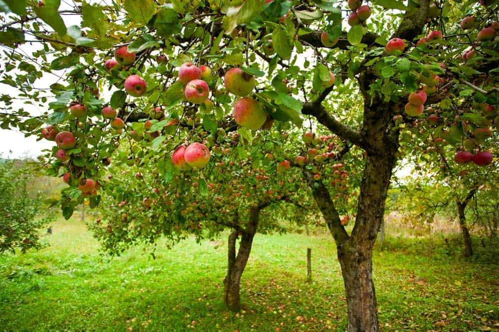Apple trees with red apples.