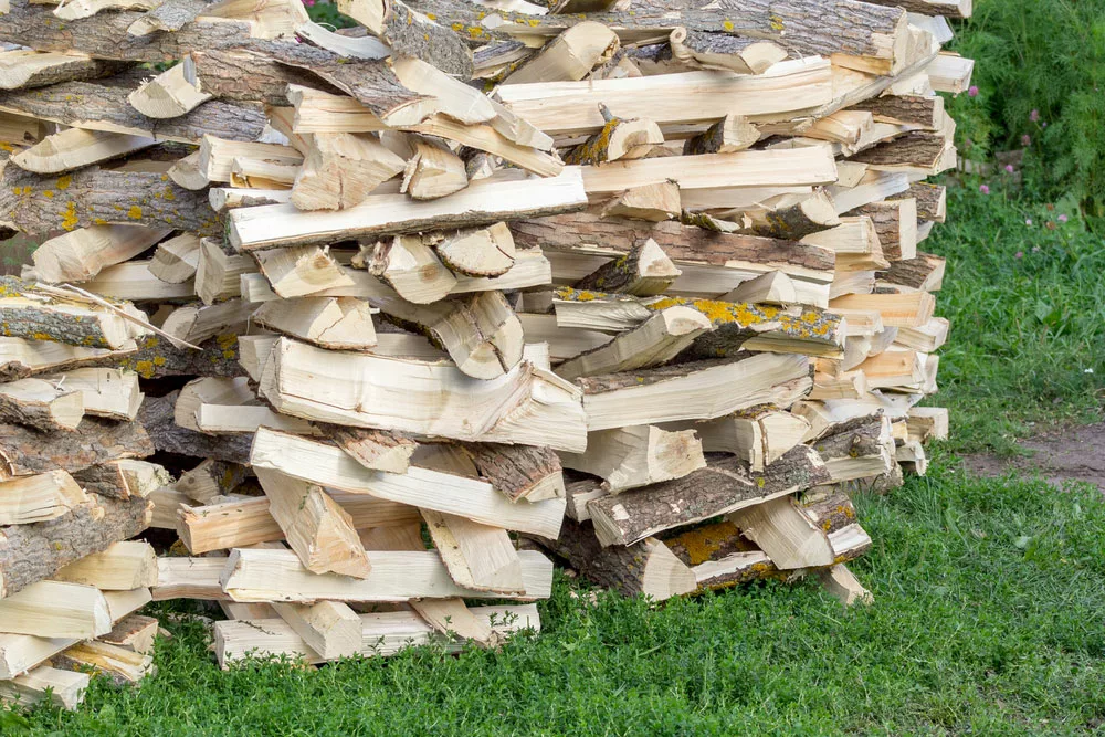 Harvesting and drying firewood for the winter in rural areas.