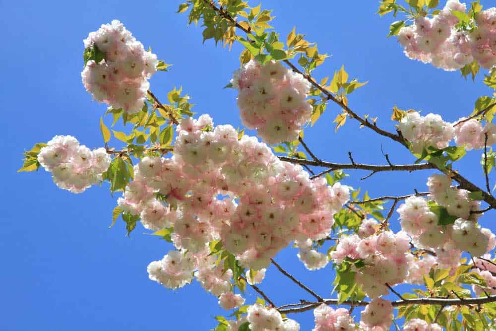 Yoshino cherry tree with pink flowers in bloom. 
