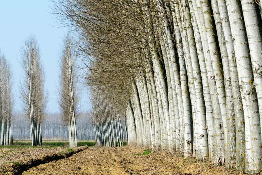 Poplars near Tromello, Lomellina (Italy).