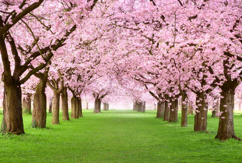 Gorgeous cherry trees in full blossom.