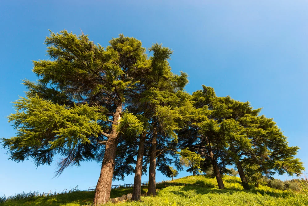 Cedars of Lebanon. 