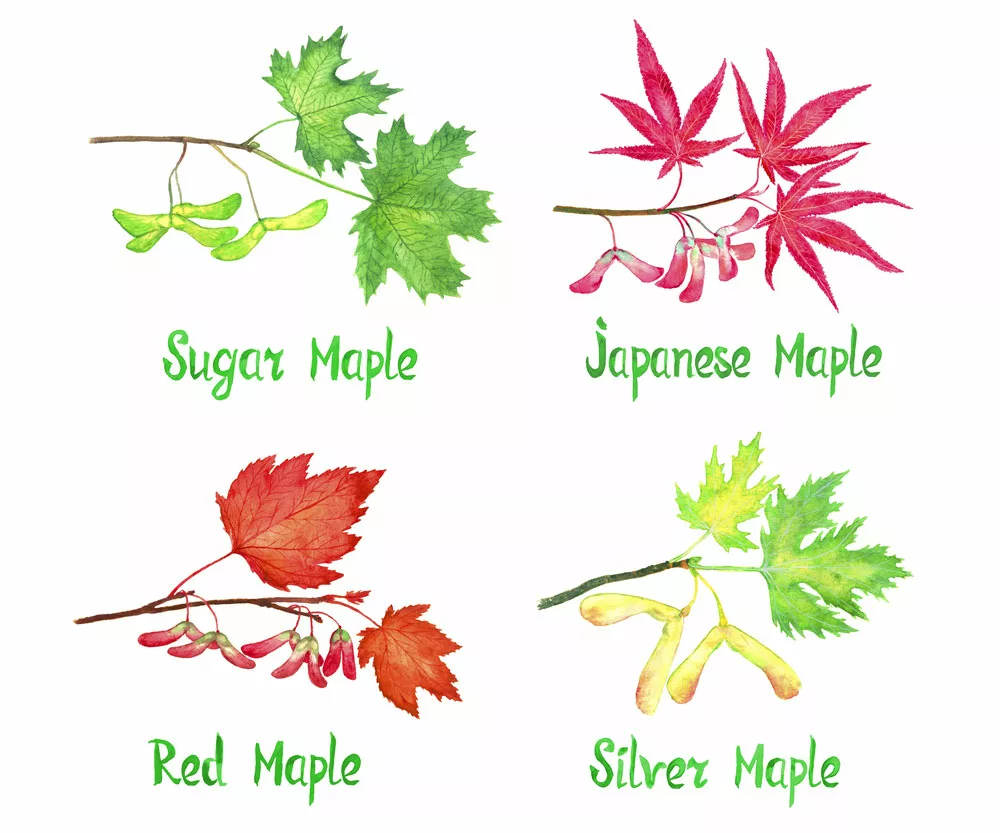Maple Leaves. 