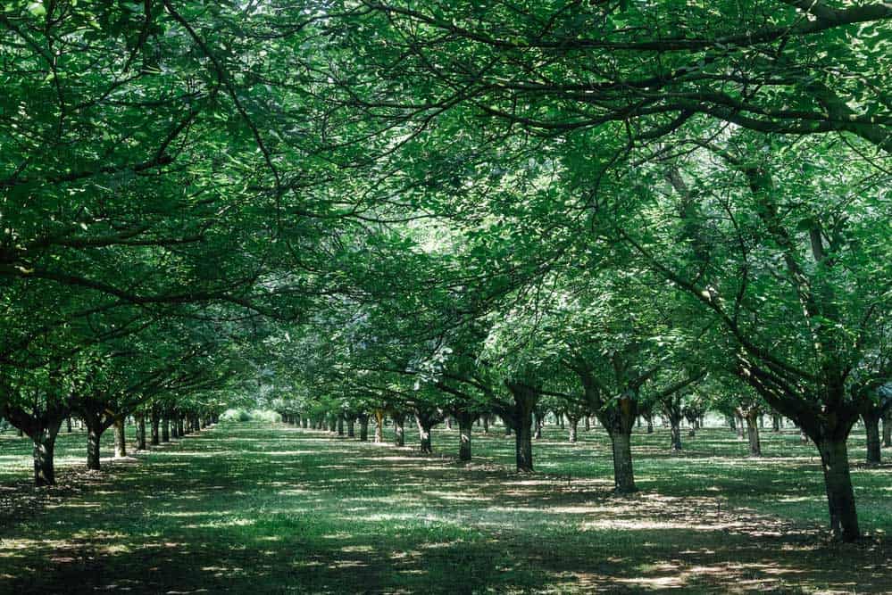 A walnut farm.