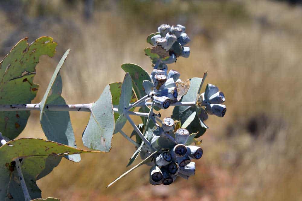 Seeds of blue-leaved mallee.