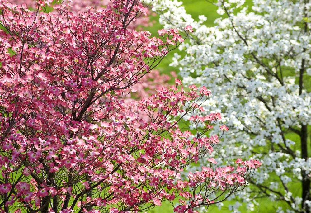 Beautiful Springtime Dogwood Trees With Pink Blossoms.