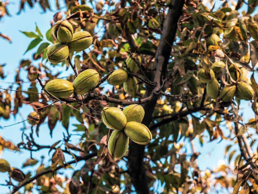 Pecan's nut on the tree.