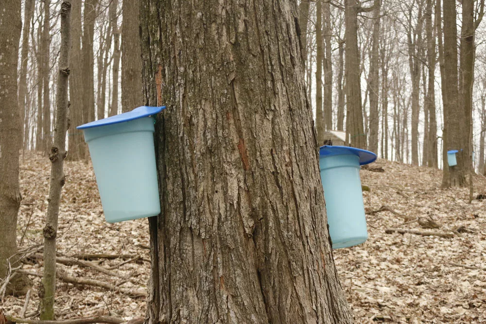 Tapping Maple Syrup. 