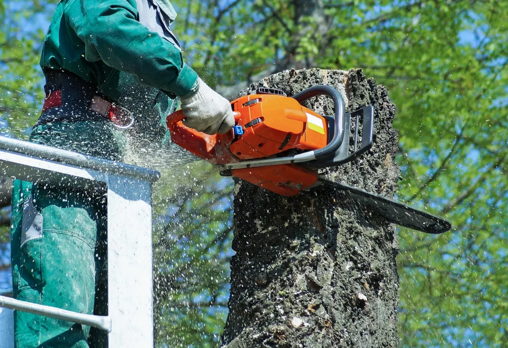 Workers use chain saws