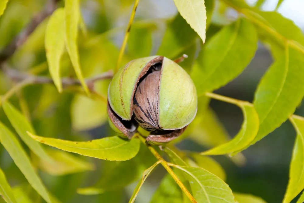 Pecan nuts in the organic garden plan. 