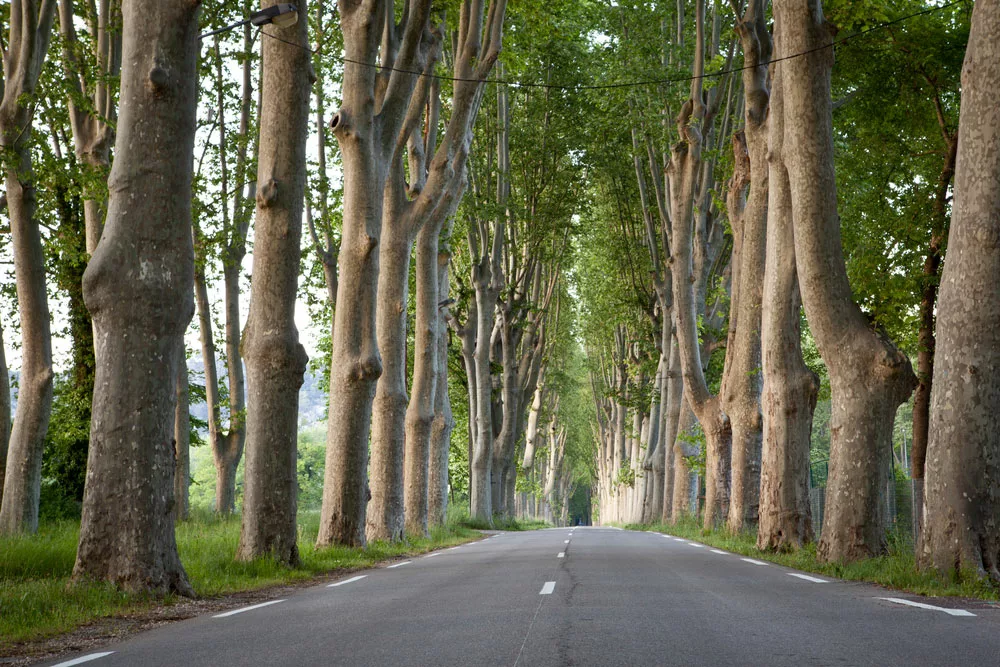 Lovely country road with sycamore trees in Provence, southern France. 