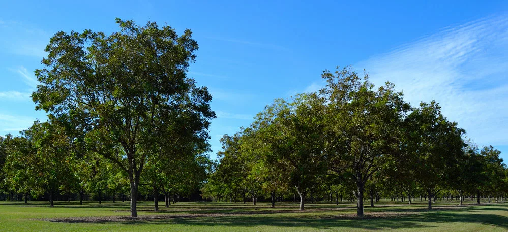 Young Pecan Orchard. 