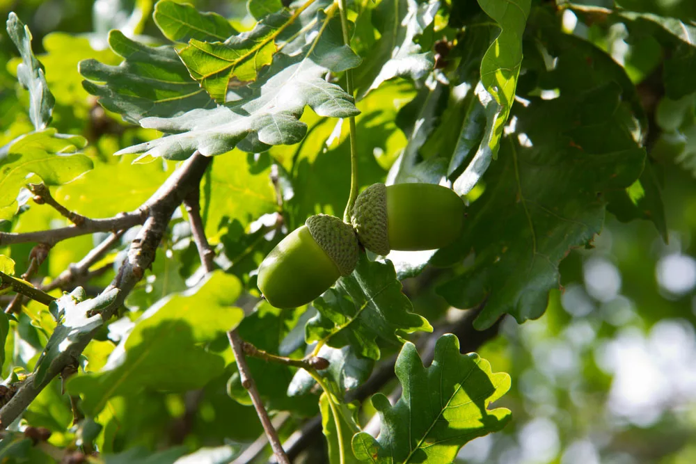 The Gambel oak tree's green leaves.