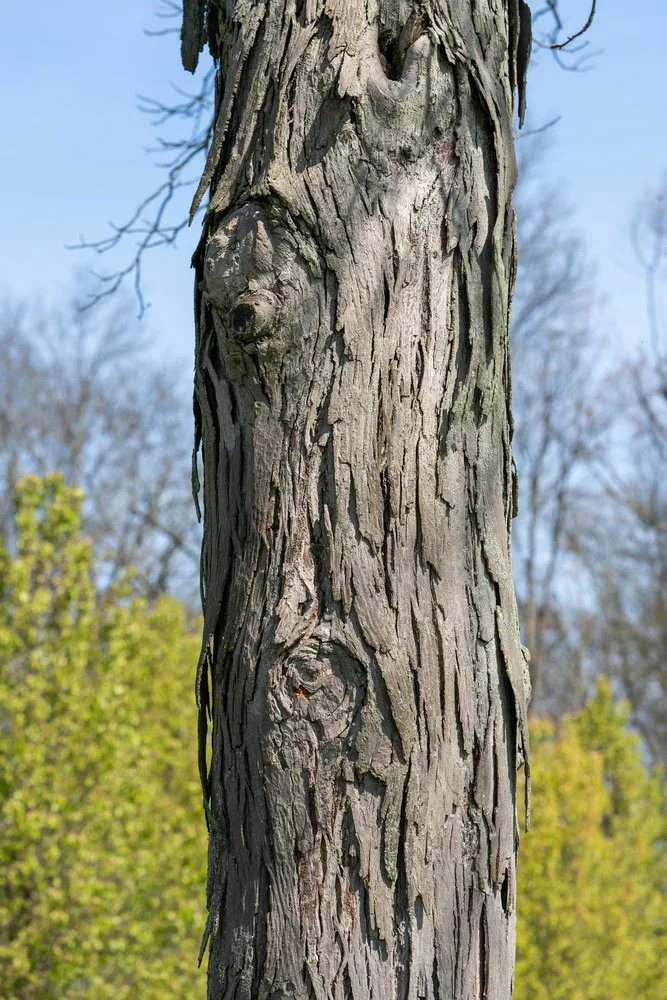 A Hickory Tree Trunk. 