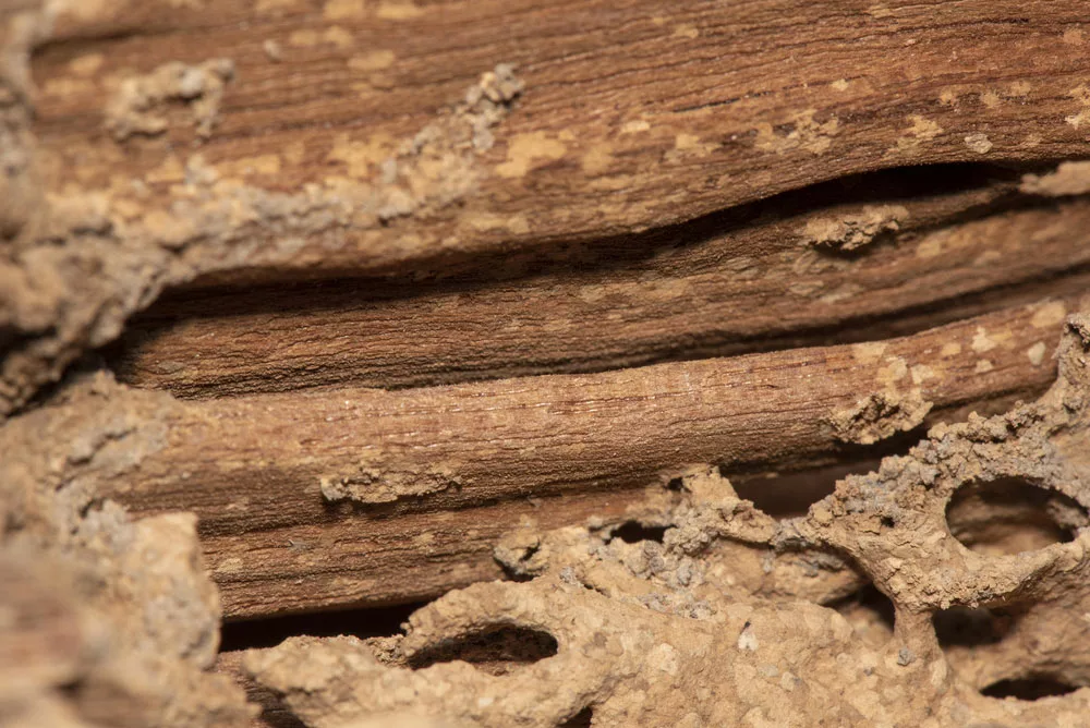 You should burn termite-infested wood. 