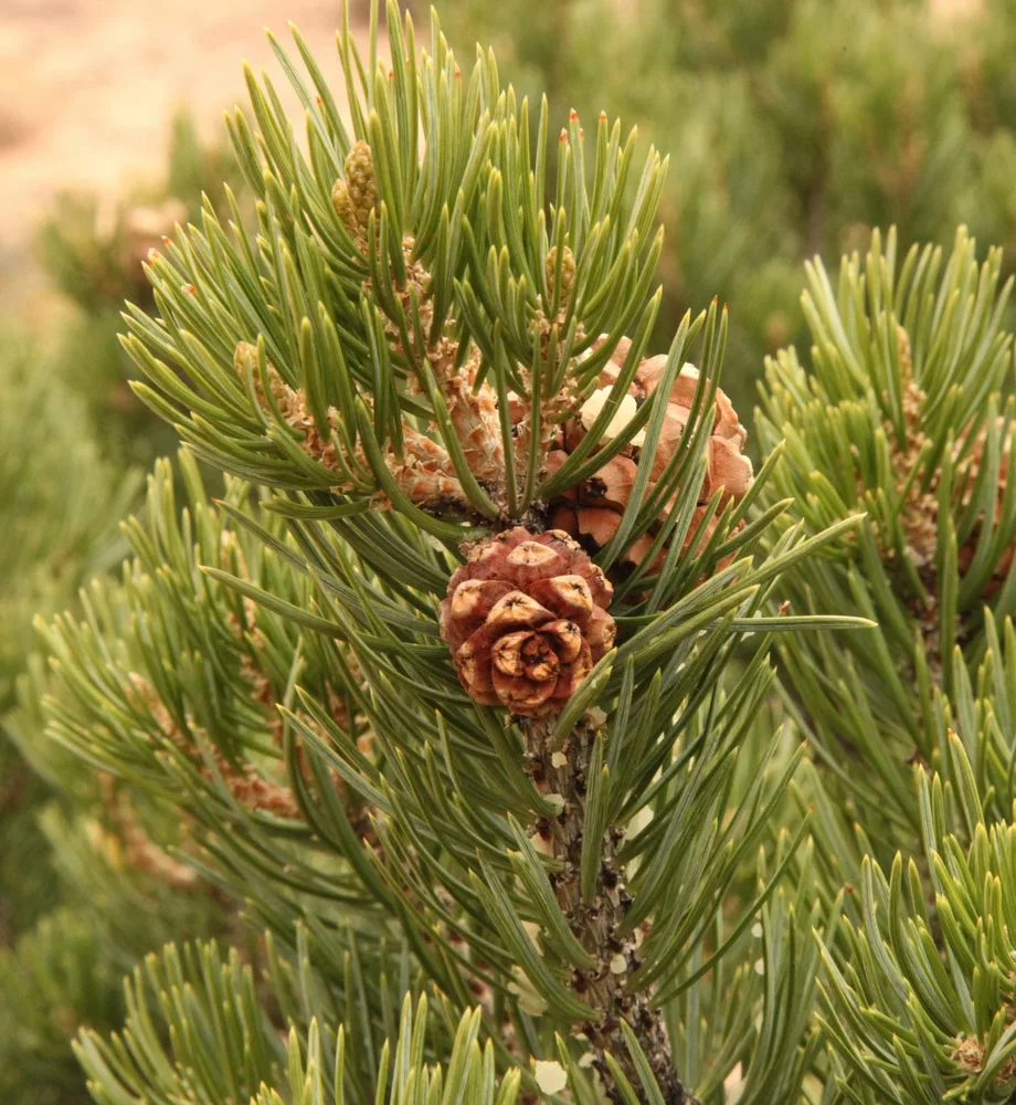 Two-Needle Pinyon (Pinus edulis) pine cone in Canyonlands National Park. 