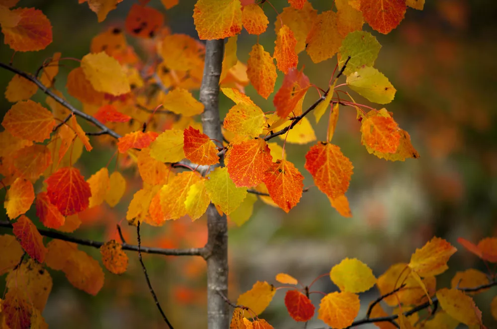 Aspen leaves in autumn colors.